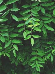 Customize and personalise your desktop, mobile phone and tablet with these free wallpapers! Free Download Leaf Wallpaper Green Aesthetic Nature Aesthetic Green 1080x1920 For Your Desktop Mobile Tablet Explore 34 Wallpaper Aesthetic Green Wallpaper Aesthetic Green Aesthetic Green Pc Wallpapers Aesthetic Wallpaper