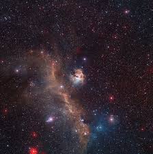 Image result for Searsia nebulosa