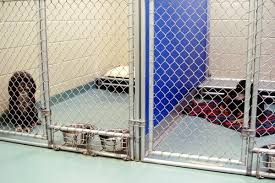 13125 morris road, alpharetta, ga 30004. Dog Pet Boarding Doggy Day Care Alpharetta Ga Midway Animal Hospital