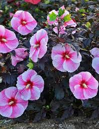 Hibiscus Starry Starry Night Zone 5 9 Flowers Large Dinner Plate Sized Blooms Pale Pink To Dark Pink Blooms 6 8 Hibiscus Hibiscus Plant Full Sun Flowers