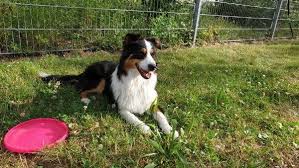 Maybe you would like to learn more about one of these? Australian Shepherd In Graben Neudorf Hunde Kaufen Verkaufen