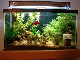 Hi, i am on my second fighter fish in a year.my presant one has a problem with his mouth its gone white around his mouth. How To Set Up A Fighter Fish Tank Fighter Fish