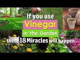 Turns out apple cider vinegar isn't just good for human hydration, it's also good for plants, as well. If You Use Vinegar In The Garden These 18 Miracles Will Happen Youtube