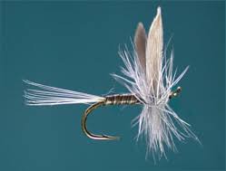 Live music on a summer night. Trout Dry Flies