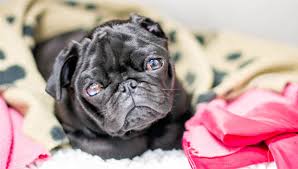 A liver shunt means that your new puppy isn't using his liver at all. George S Shunt Surgery Latest Vet News In Hampshire Local Vets Scvs