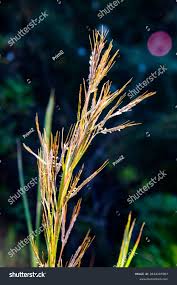 Image result for Hyparrhenia newtonii