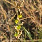 Image result for Trachyandra saltii