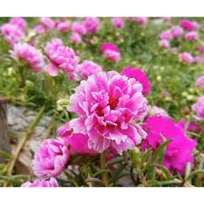 Nursery rose jepun ieza harel untuk jualan keratan dan berpasu. Buy Bunga Ros Jepun Hidup Campuran 20 Keratan Seetracker Malaysia