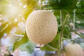Bei richtiger pflege können die saftigen früchte auch bei uns geerntet werden. Melonen Pflanzen Was Beachten Bei Wassermelone Zuckermelone Co