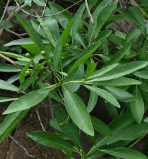 Image result for Pavetta sp. A