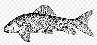 Here you will surely find what you are looking for. Detailed Fish Coloring Pages Hd Png Download Vhv