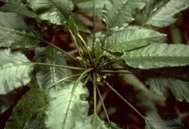 Image result for Psydrax subcordata