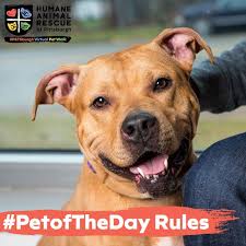 Maybe you would like to learn more about one of these? Dan Rossi Chief Executive Officer Humane Animal Rescue Linkedin
