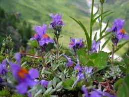 Alpine Toadflax Linaria Alpina Propagating Plants Desert Landscaping Flowers Name List
