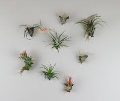 Like most hanging air plants, it originates from tropical climates and absorbs water through its this hanging air plant, called the tillandsia xerographica, originates from mexico and central america. How To Care For The Lovely Air Plants That Adorn Your Home