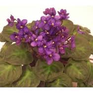 Image result for Saintpauliopsis