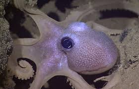 Outside of the water they can only survive for a few minutes. Can An Octopus Get To Know You Library Of Congress