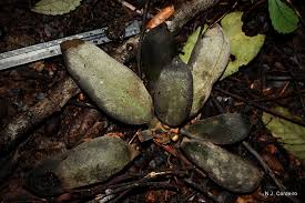 Image result for Uvariodendron