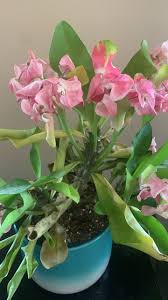 Image result for Monadenium torrei