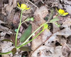 Image result for Ranunculus hispidus