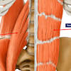 The groin muscles are a group of muscles situated high on the leg in the inner thigh. 1