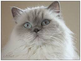 British Longhair Cat Lilac Point Cats Long Hair Styles Lilac
