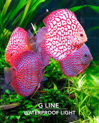 Enjoy fish keeping with Twinstar Light G-line. The most advanced spectrum.  #twinstarlight #twinstareu #fishkeeping #discusfish #plantedtank #aquascape