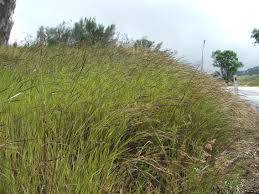 Image result for Heteropogon