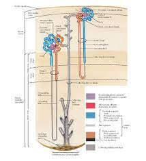 Nephron And Collecting Tubule Schema Anatomy Renal Capsule Renal Cortex Subcapsular Zone Proximal Convoluted Tubule Cortica Anatomy Renal Capsule