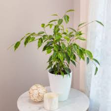 Image result for Ficus persicifolia
