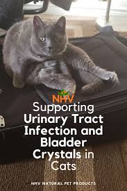 Pin On Kidney Disease In Pets