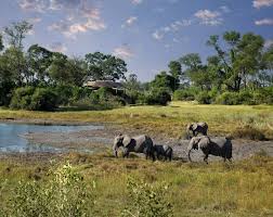 Image result for Ozoroa okavangensis