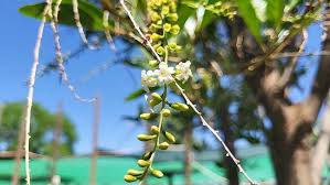Image result for Citharexylum