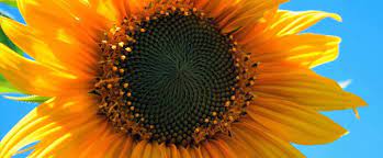 The above map is for the kansas usda zones and can be used to determine the most ideal plants for your area. Kansas State Flower The Sunflower Proflowers Blog
