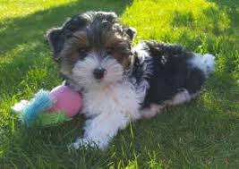 Maybe you would like to learn more about one of these? Yorkshire Terrier Aussehen Haltung Pflege Markt De