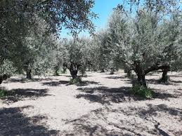 Mywort Huile D Olive Ehtl Savoir Faire Et Qualite En Provenance Du Peloponnese