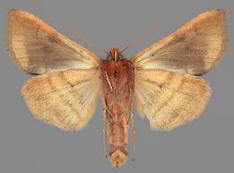 Image result for Autographa bractea