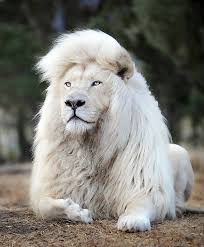 Roberto jefferson leão conserva offline. Moya O Leao Branco De Juba Perfeita Que Virou Celebridade Internacional Fotos R7 Hora 7