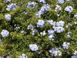 Plumbago is extremely adaptable, growing equally. Plumbago White 1 Gallon Live Plants Bushes Shrubs Home Garden Worldenergy Ae