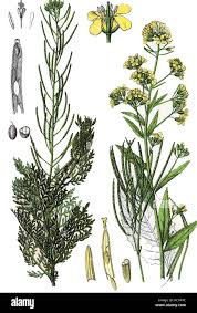 Image result for Kotschya stolonifera