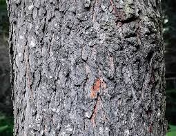 Image result for Prunus serotina