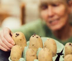 Can You REALLY Grow Tomatoes Outdoors in Scotland?