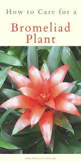 How To Care For A Bromeliad Plant In 2020 Plant Care Houseplant Plants Bromeliads
