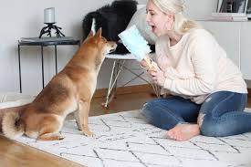 Shiba inu hund svg ★holen sie sich jetzt ihre! Gluck Zum Anfassen Shiba Inu Taro Alexandra Winzer