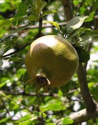 Le Grenadier Un Arbre Fruitier Decoratif Arbre Fruitier Fruitier Arbre