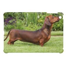 Americanlisted features safe and local classifieds for everything you need! Smooth Haired Miniature Dachshund Ipad Mini Cover Zazzle Com Dachshund Funny Video Miniature Dachshund Dachshund Puppy Long Haired