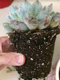 Why Is It A Good Idea To Repot Newly Purchased Succulent Plants Plants Planting Succulents Succulent Gardening