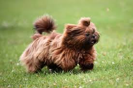 Liver Shih Tzu The Story Behind This Rare Beauty