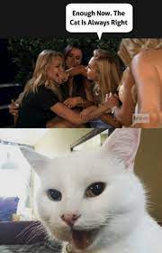 Cat Superstar Of The Year Smudge The Cat 40 Memes Funny Memes Funny Cat Memes Crazy Funny Memes