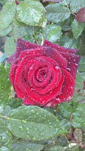 An indie singer and guitar strummer who loves to write songs. Rain On A Rose